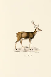Moerashert
