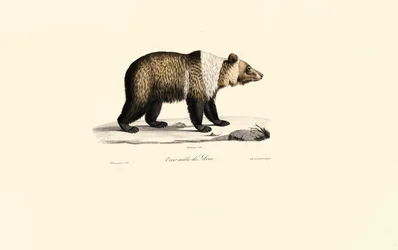 Syrische Bruine Beer (Ursus arctos syriacus)