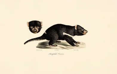 Tasmaanse Duivel