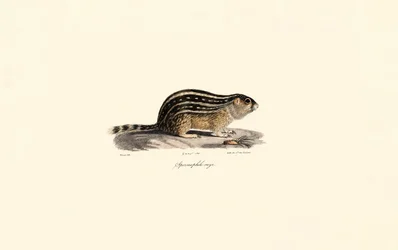 Dertien-lijnige grondeekhoorn