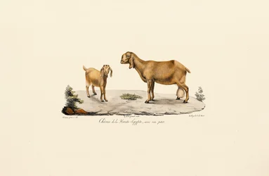 Opper-Egyptische geit met kind