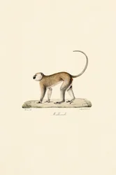 Vervet Monkey (Malbrouck)