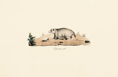 Opossum uit Virginia