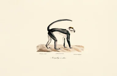 Witgekraagde mangabey (Cercocebus torquatus)