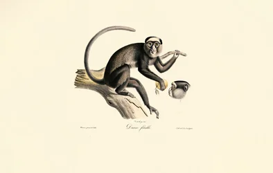Witkopklauwaapje (Diane femelle)