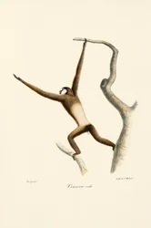 Withandgibbon (Hylobates lar)