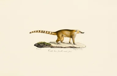 Witneus Coati (vrouwtje, lichtere variant)