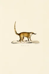 Witneus Coati (mannetje)