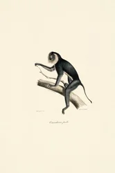 Witschoudermarmot (vrouwtje)