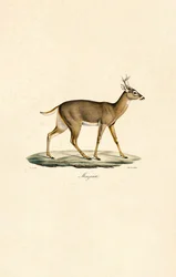 Witstaarthert