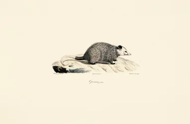 Jonge Opossum