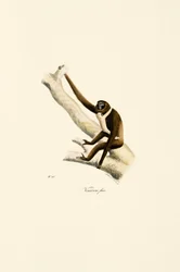 Jonge withandgibbon (Hylobates lar)
