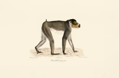 Jonge mannelijke mandril