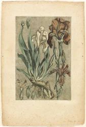 Iris Florentina, uit Collection des plantes usuelles, curieuses, et étrangères
