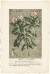 De maagdenpalm van Java, uit de verzameling van gebruikelijke, vreemde en vreemde planten