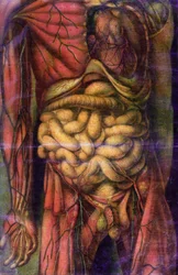 Torso van een man die de darmen toont, uit 