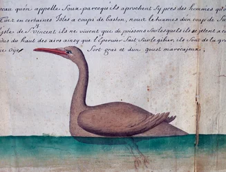 Vogel genaamd Foux (Booby), Sao Vicente eiland, Kaapverdië, aquarel uit logboek door Jacques Gouin de Beauchesne, kapitein van Compagnie royale de la Mer du Sud, van 1698 tot 1701, Frankrijk