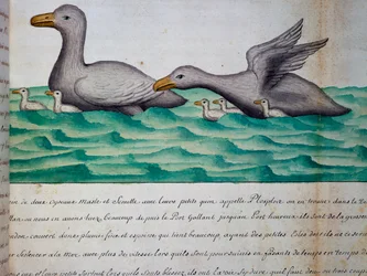 Eenden genaamd Ploplos, Straat van Magellan, aquarel uit logboek door Jacques Gouin de Beauchesne, kapitein van Compagnie royale de la Mer du Sud, van 1698 tot 1701, Frankrijk