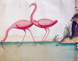 Roze flamingo