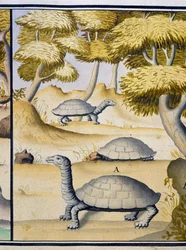 Schildpadden, aquarel uit logboek door Jacques Gouin de Beauchesne, kapitein van Compagnie royale de la Mer du Sud, van 1698 tot 1701, Frankrijk
