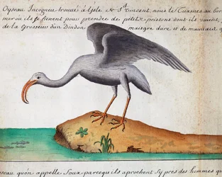 Witte Ibis (Eudocimus albus), Sao Vicente eiland, Kaapverdië, aquarel uit logboek door Jacques Gouin de Beauchesne (1652-1730), kapitein van Compagnie royale de la Mer du Sud, van 1698 tot 1701, Frankrijk