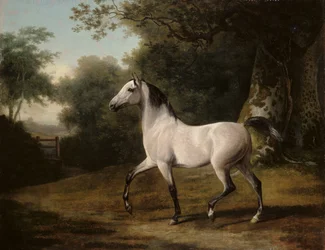 Een grijze Arabische hengst in een boslandschap