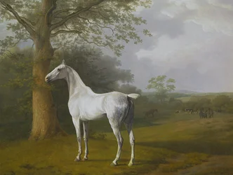 Grijs paard in de wei