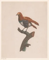 Vogel op een tak