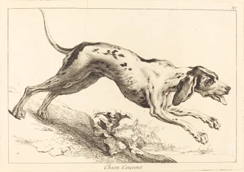 Rennende hond