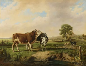 Stieren, schapen en geiten in de wei