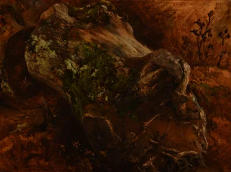 Boomstam met wortels doorgezaagd