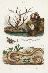 Bamboekoraal, ossehartmossel en cicaden