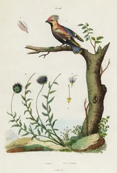 Pestvogel en schapenzuring