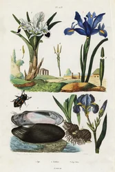 Iris, mossel en kever