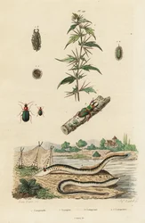 Zeelamprei en kevers