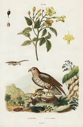 Gele jasmijn en kortteenarend