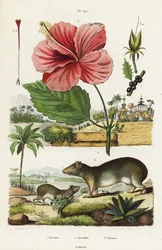 Rots cavia en Chinese hibiscus