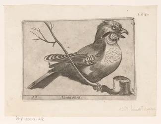 Vlaamse Gaai (Garrulus glandarius)