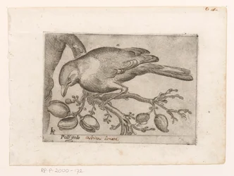 Vogel