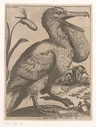 Watervogel