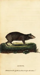 Agouti, Dasyprocta soorten, 1800 (gravure)