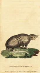 Braziliaanse driebandgordeldier, Tolypeutes tricinctus, 1800 (gravure)