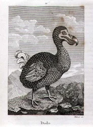 De Dodo, uit 