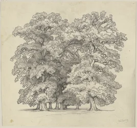 Het vellen van bomen