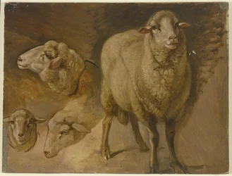 Schapen