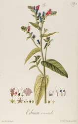 Echium: Orientale uit "Icones Plantarum", c.1763