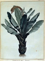 Banaan (uit Journey to Nubia and Abyssinia)