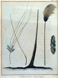 Cyperus papyrus, stam van Egypte - in 