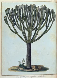 Kol-quall (Kol quall), euphorbia (cactus) - in "Reis naar Nubië en Abessinië ondernomen om de bronnen van de Nijl te ontdekken tijdens de jaren 1768 tot 1772", door James Bruce, deel 1, Parijs