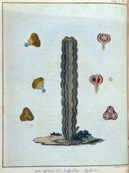 Kol-quall (Kol quall), euphorbia (cactus) - in "Reis naar Nubië en Abessinië ondernomen om de bronnen van de Nijl te ontdekken tijdens de jaren 1768 tot 1772", door James Bruce, deel 1, Parijs